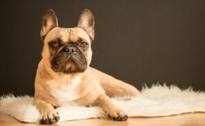 Top 5 Small Dog Breeds for Apartments (Easy to Care & Friendly) French Bulldog featured among the best small dog breeds for apartments.