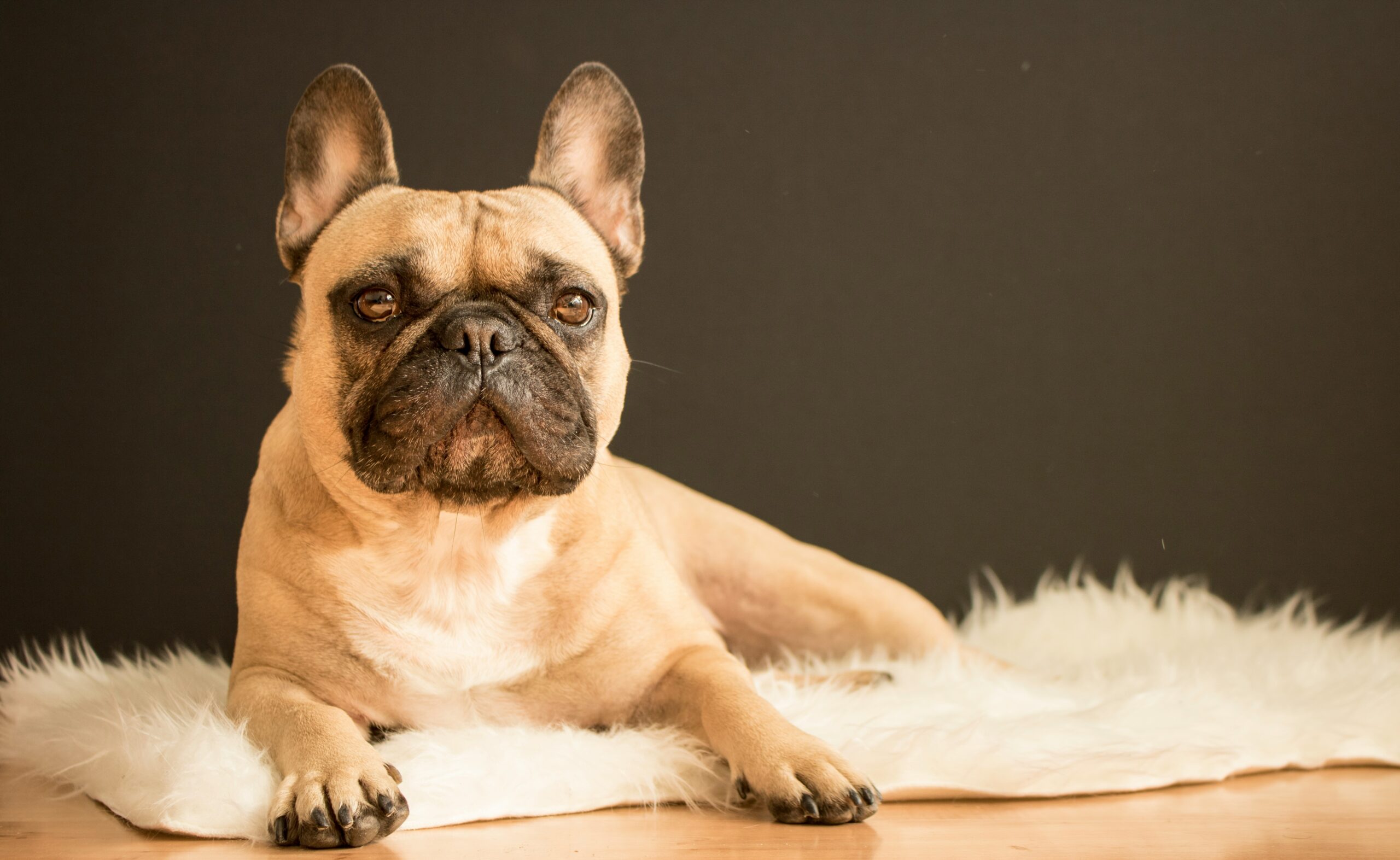 French Bulldog Picture