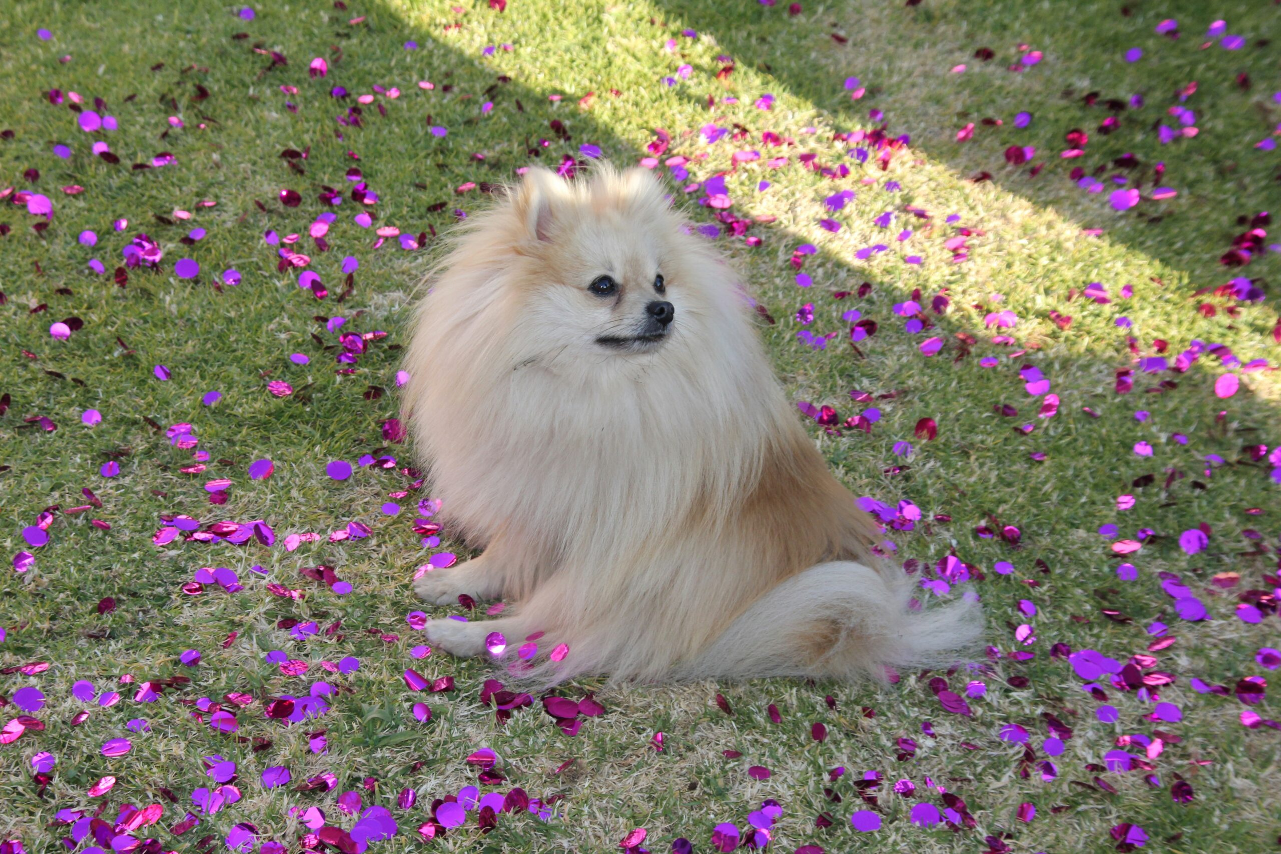 Cute Pomeranian Dog 
