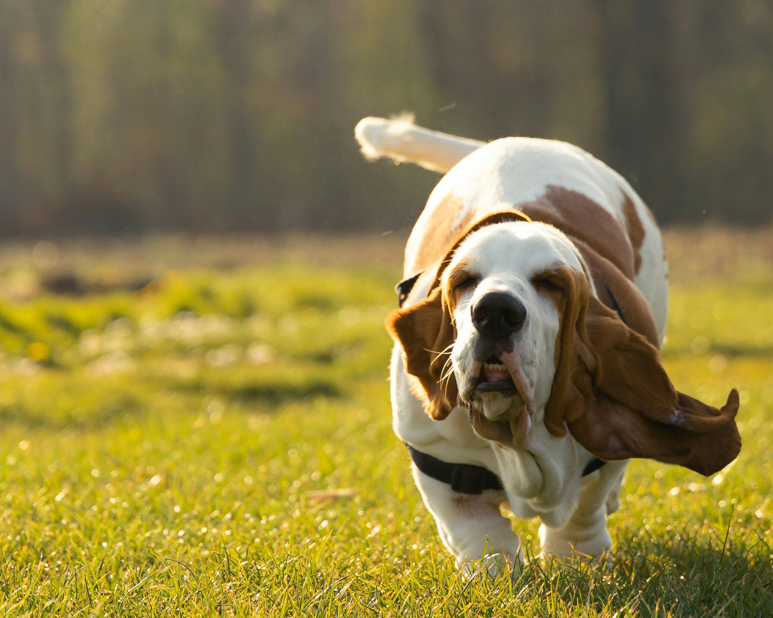 Basset Hound Dog