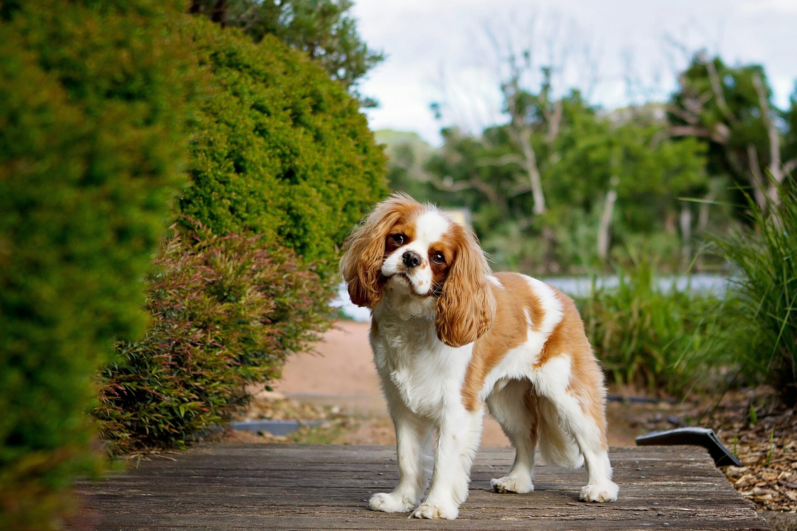 Cavalier King Charles Spaniel Dog