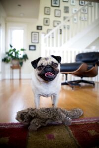 Top 5 Small Dog Breeds for Apartments (Easy to Care & Friendly) Pug Dog featured among the best small dog breeds for apartments.