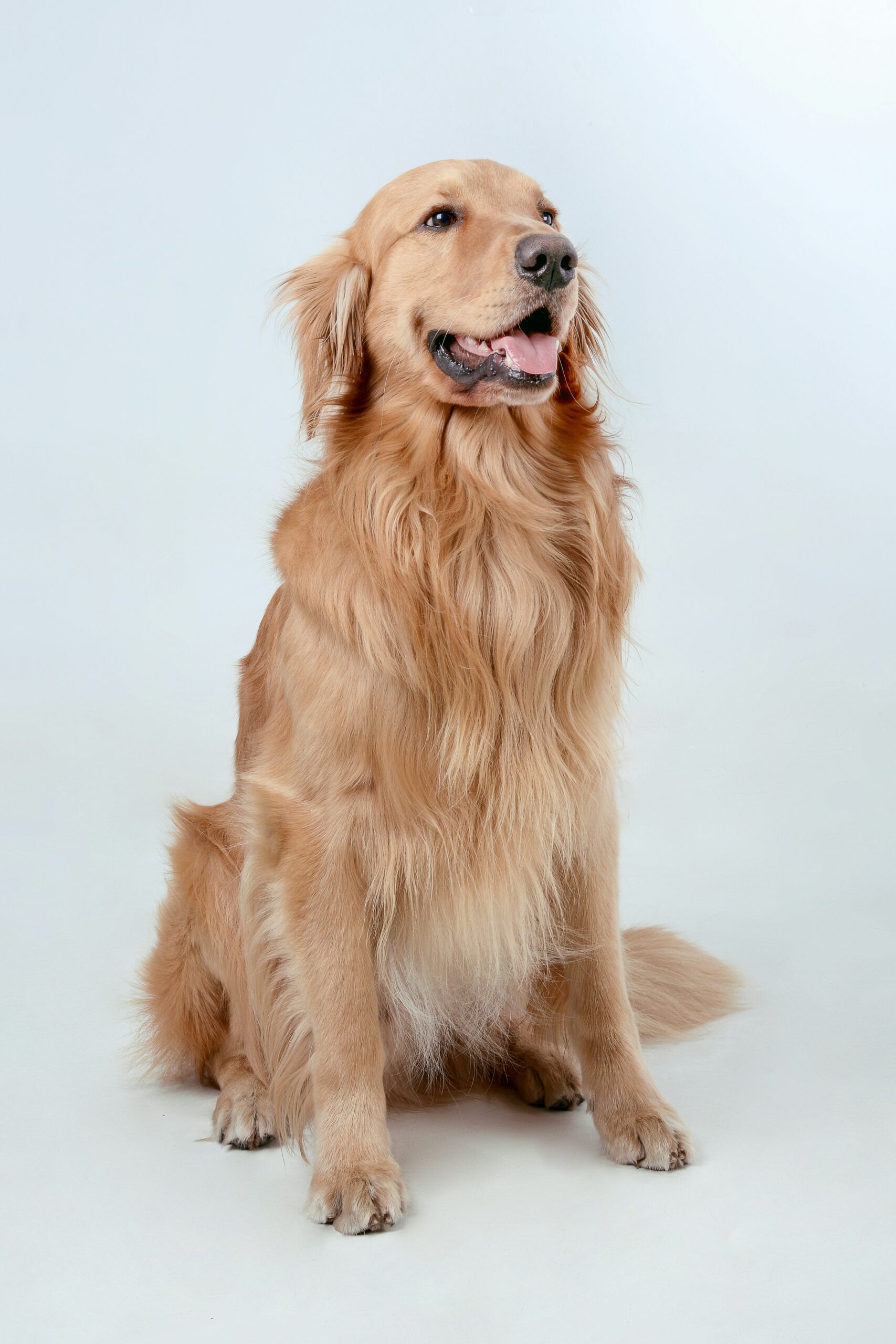 Golden Retriever Image 