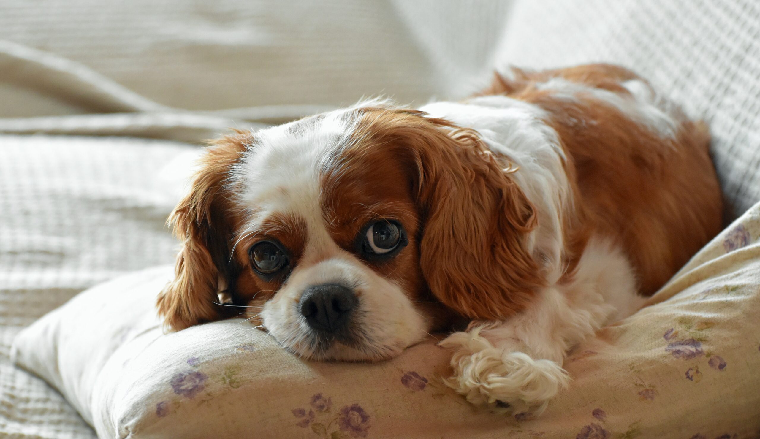 Cavalier King Charles Spaniel Dog