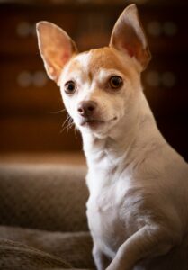 Top 5 Small Dog Breeds for Apartments (Easy to Care & Friendly) Chihuahua dog breed is one of the best small dog breeds for apartments because of its calm personality.