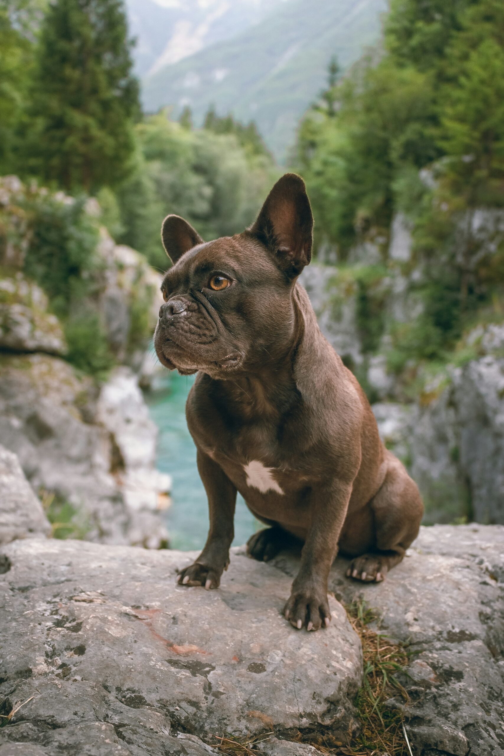 "Small French Bulldog Posing