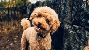 Top 5 Dogs That Don’t Shed Much (Perfect for Clean Homes) Light Brown Poodle Dog Breed