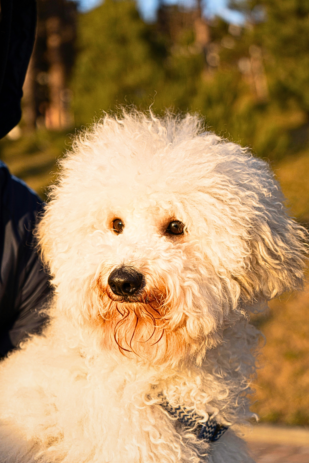 Poodle playing with children at home — an intelligent, easy-to-train, and family-friendly dog breed for kids