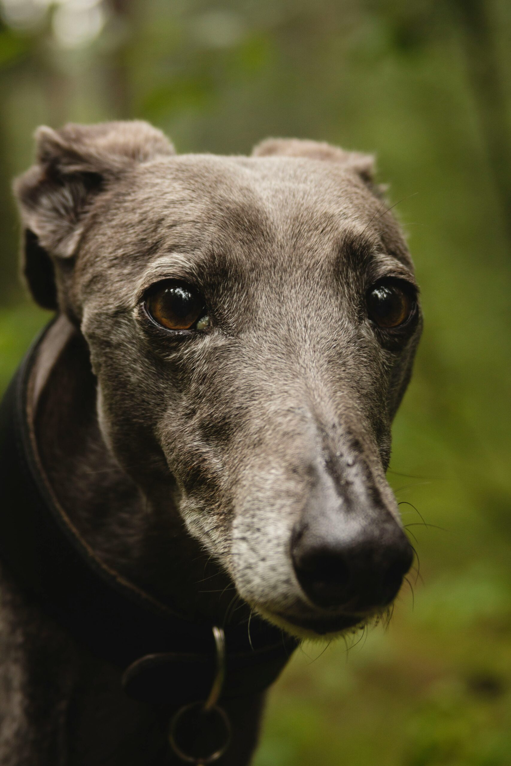 A Black Talian Greyhound Dog