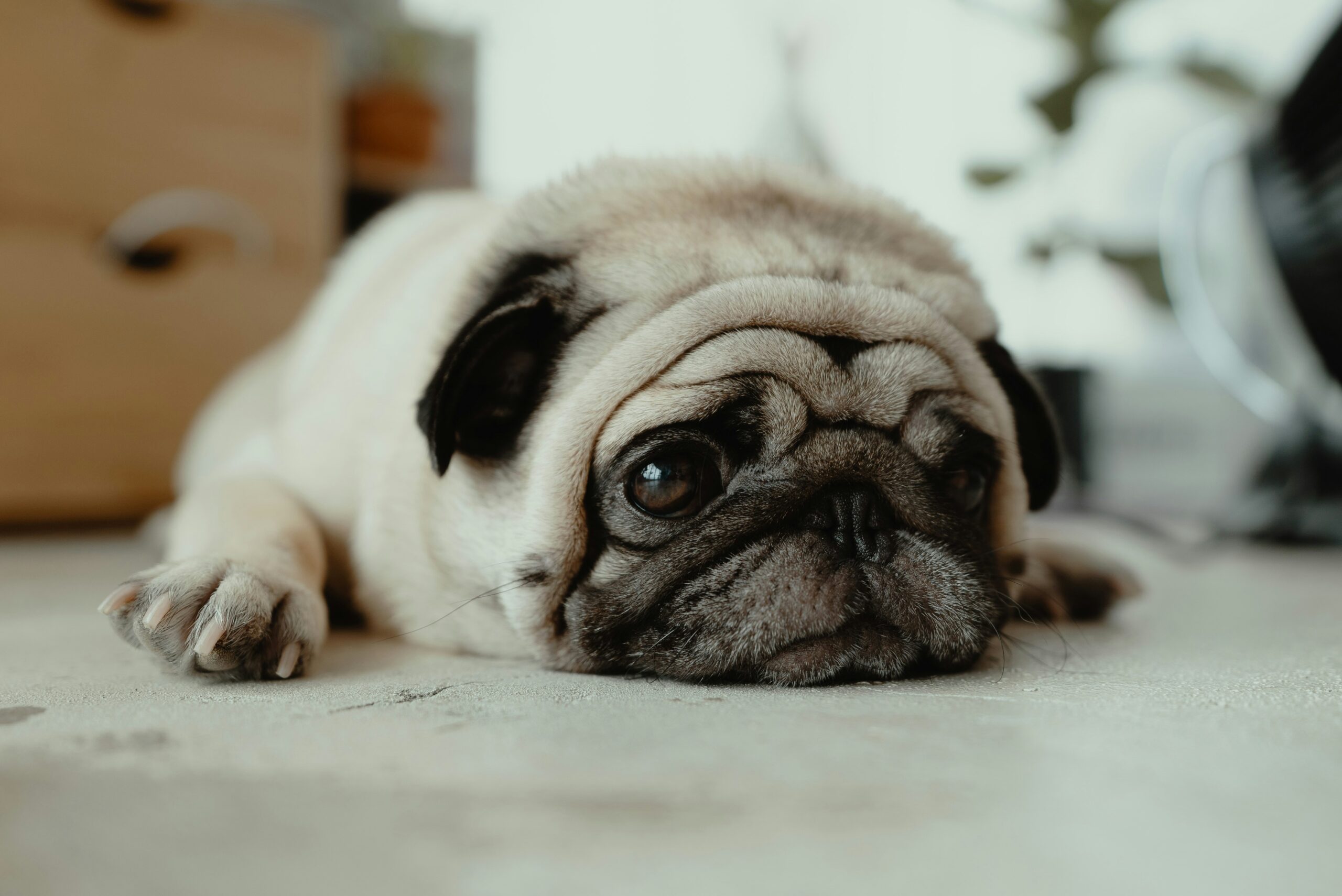 Cute Pug Dog