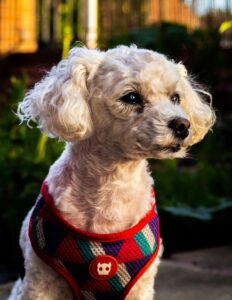 Top 5 Dogs That Don’t Shed Much (Perfect for Clean Homes) White Bichon Frise Dog