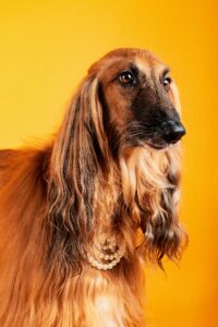 Top 5 Dogs That Don’t Shed Much (Perfect for Clean Homes) Brown and black long-haired dog sitting outdoors