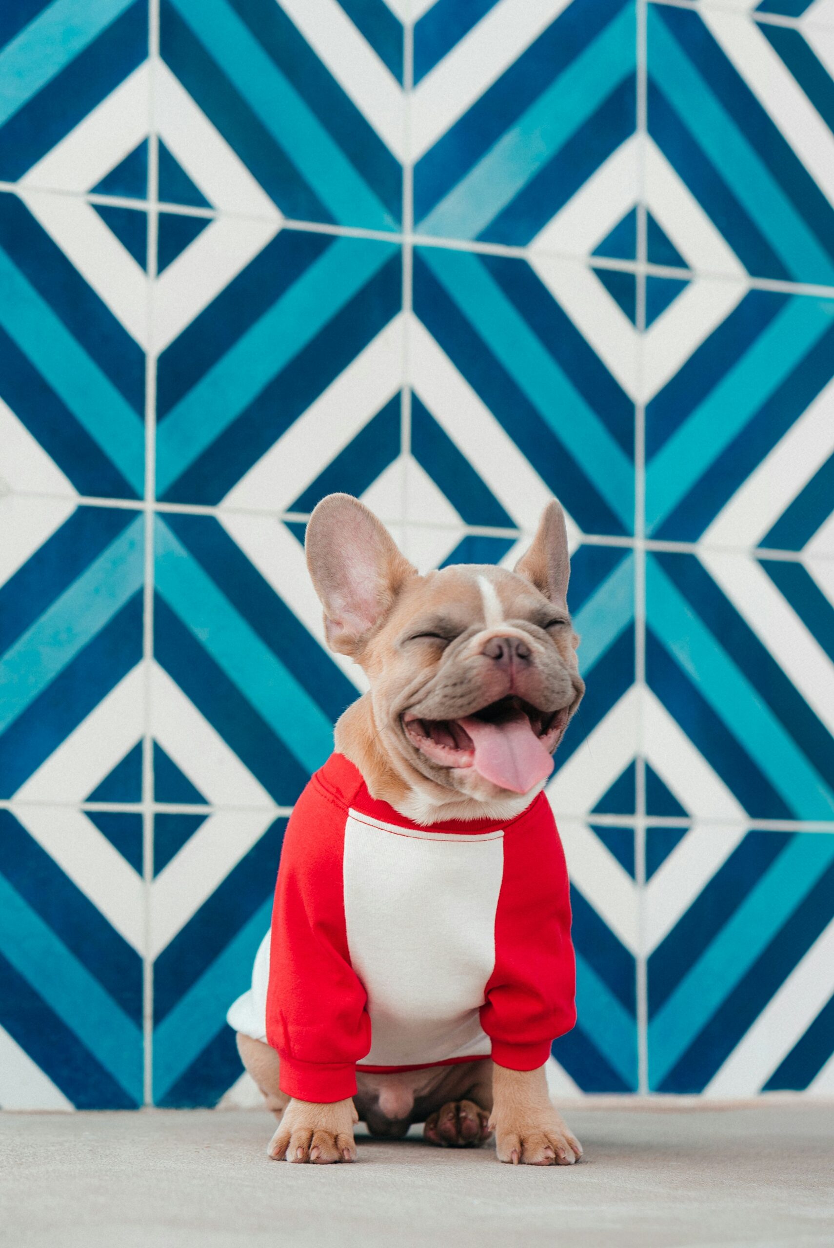 French Bulldog Pictures