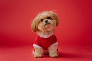 Top 5 Dogs That Don’t Shed Much (Perfect for Clean Homes) Shih Tzu Dog