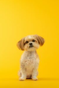 Top 5 Small Dog Breeds for Apartments (Easy to Care & Friendly) Happy small dogs relaxing indoors, showcasing the best small dog breeds for apartments.