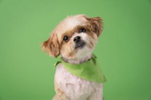 Top 5 Small Dog Breeds for Apartments (Easy to Care & Friendly) Shih Tzu is one of the best small dog breeds for apartments because of its calm personality.