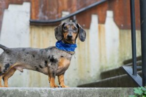 Top 5 Small Dog Breeds for Apartments (Easy to Care & Friendly) Dachshund Dog listed as one of the best small dog breeds for apartments.