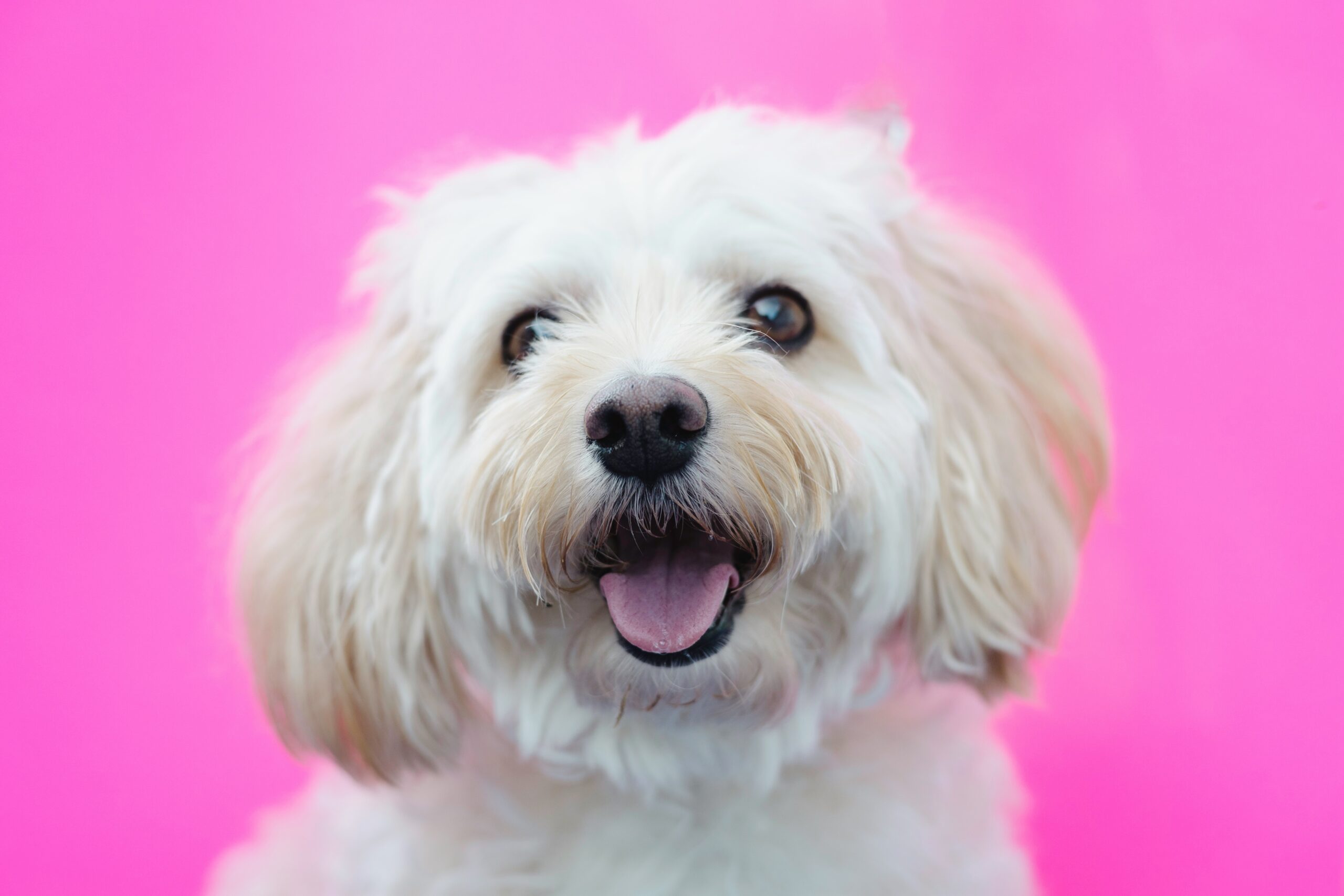 White Maltese Dog Breed