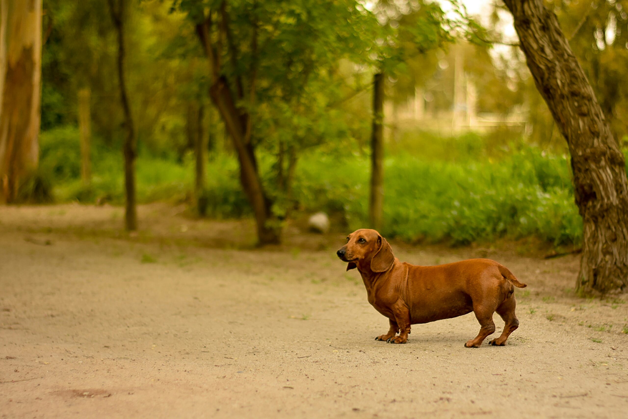 Small Brown Dachshund