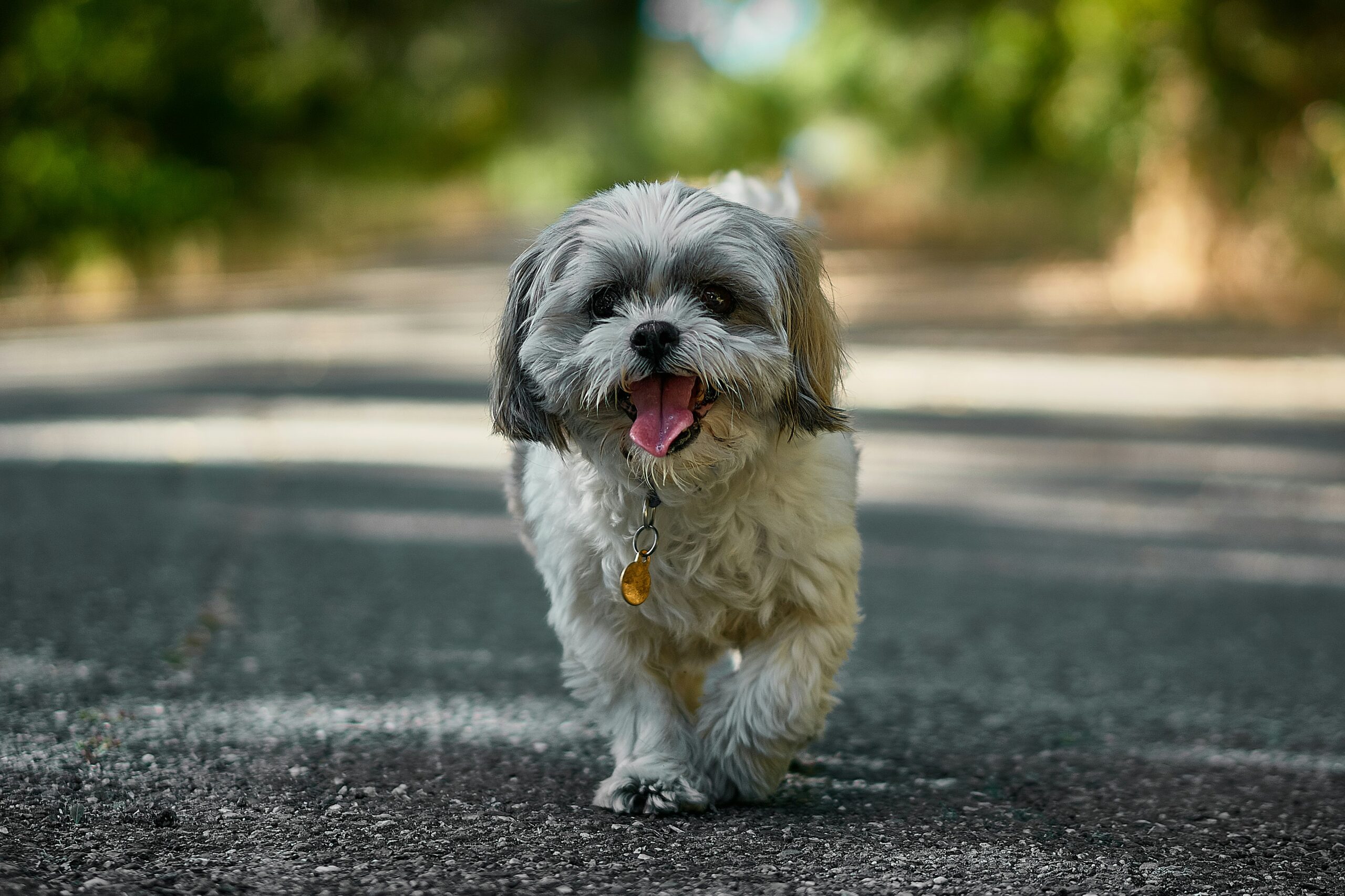 Small White Shih Tzu Dog