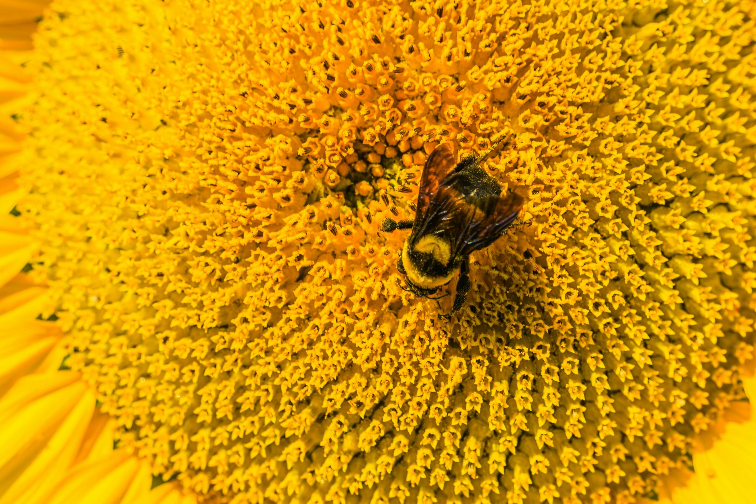 Bumble Bees Pollination