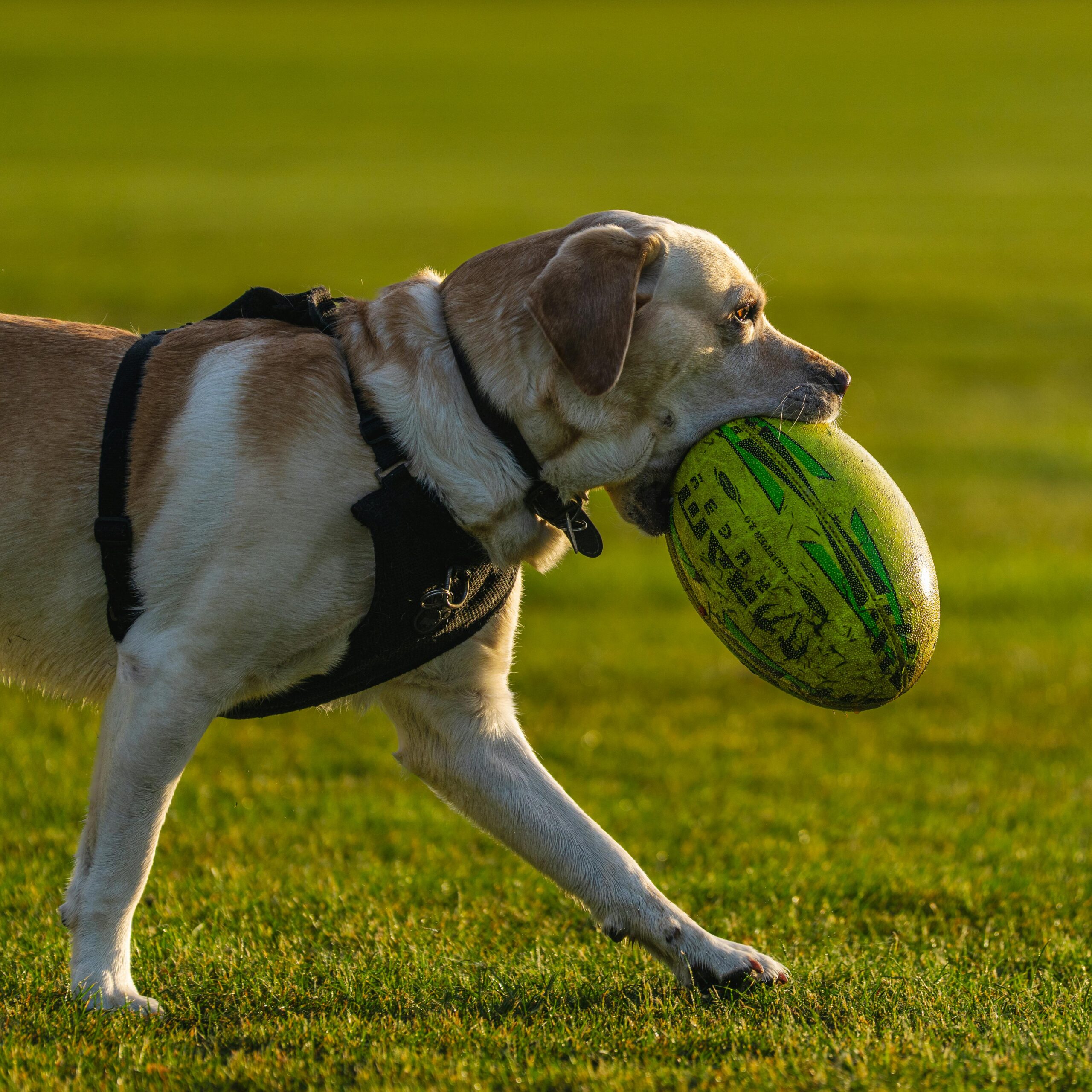 Labrador Retriever playing happily with children outdoors — a smart, loyal, and family-friendly dog breed perfect for kids