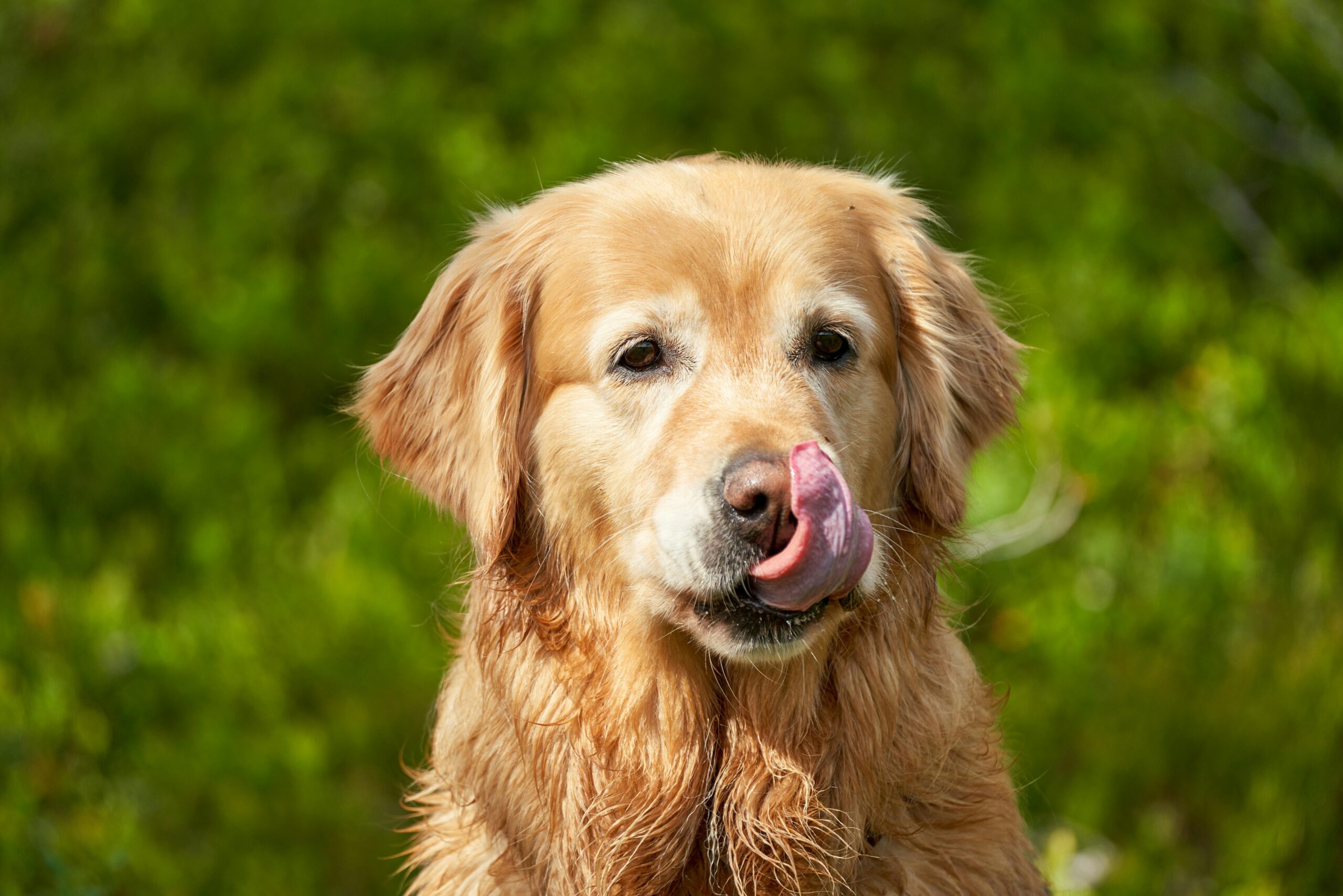 Golden Retriever sitting with children in a family garden — one of the smartest and most family-friendly dog breeds for kids