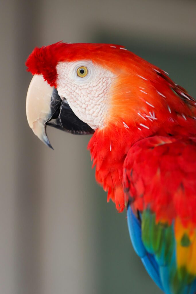 Scarlet Macaw Red Parrot