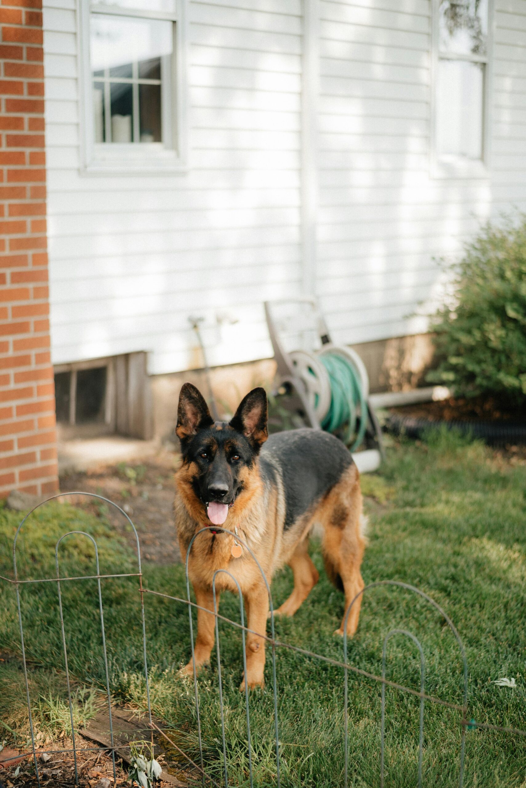 German Shepherd standing with a family and children — a smart, protective, and loyal dog breed ideal for family homes