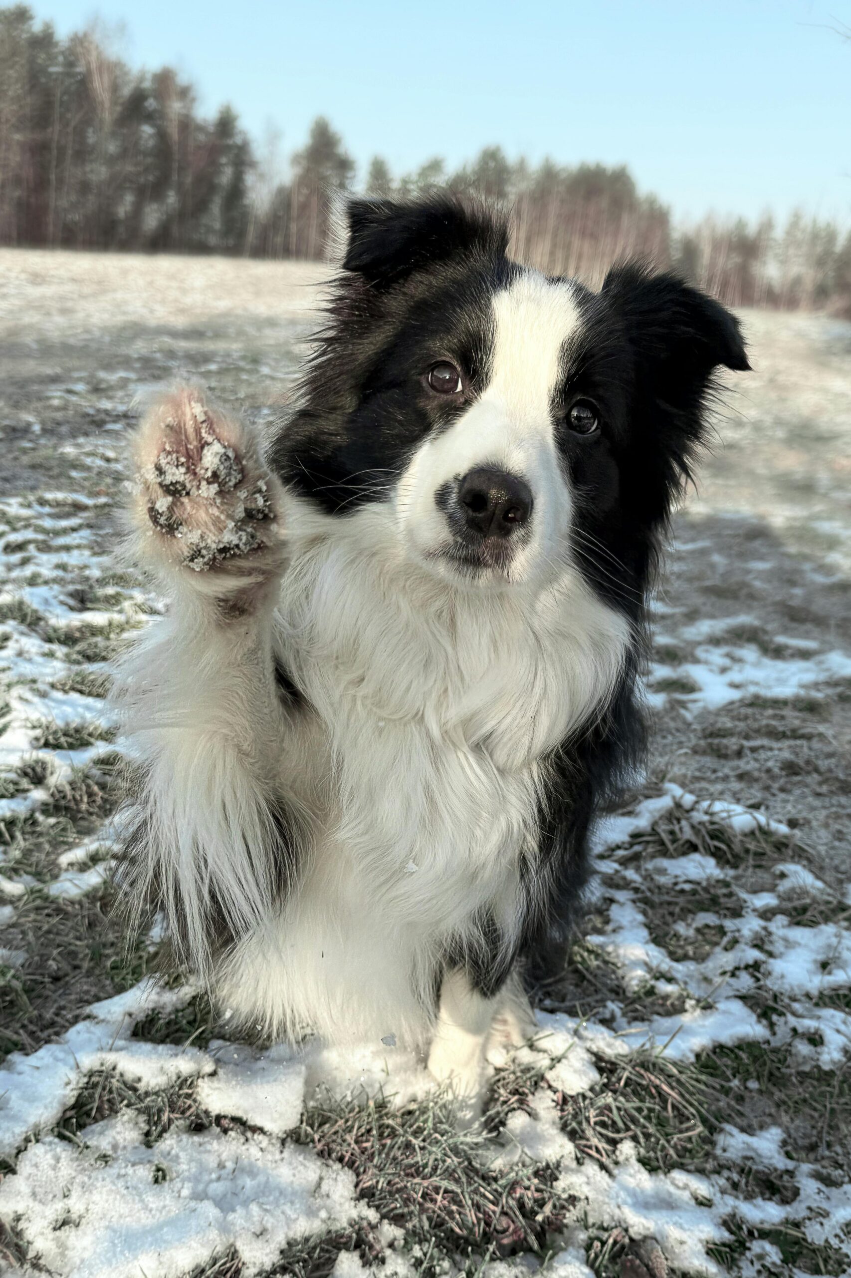 Border Collie playing outdoors with children — one of the smartest dog breeds for kids and an easy-to-train family-friendly dog