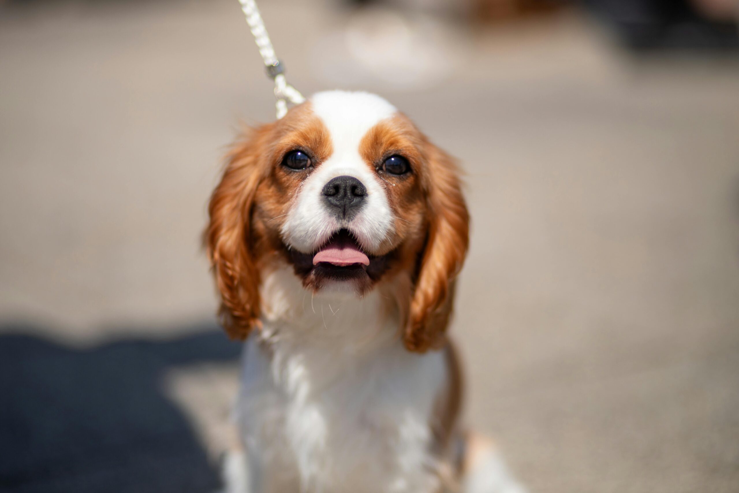 Cavalier King Charles Spaniel sitting with children indoors — a small, gentle, and loving family-friendly dog breed for kids