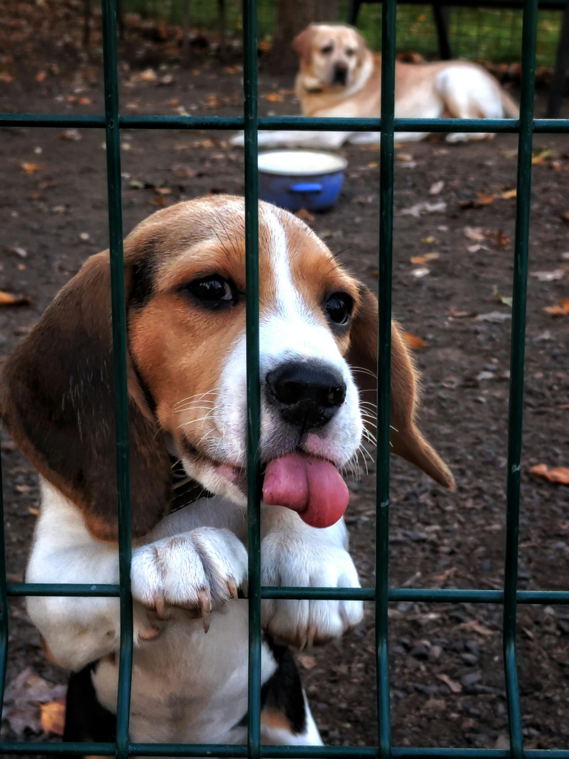 Beagle playing with children in the backyard — a friendly, playful, and family-friendly dog breed for kids