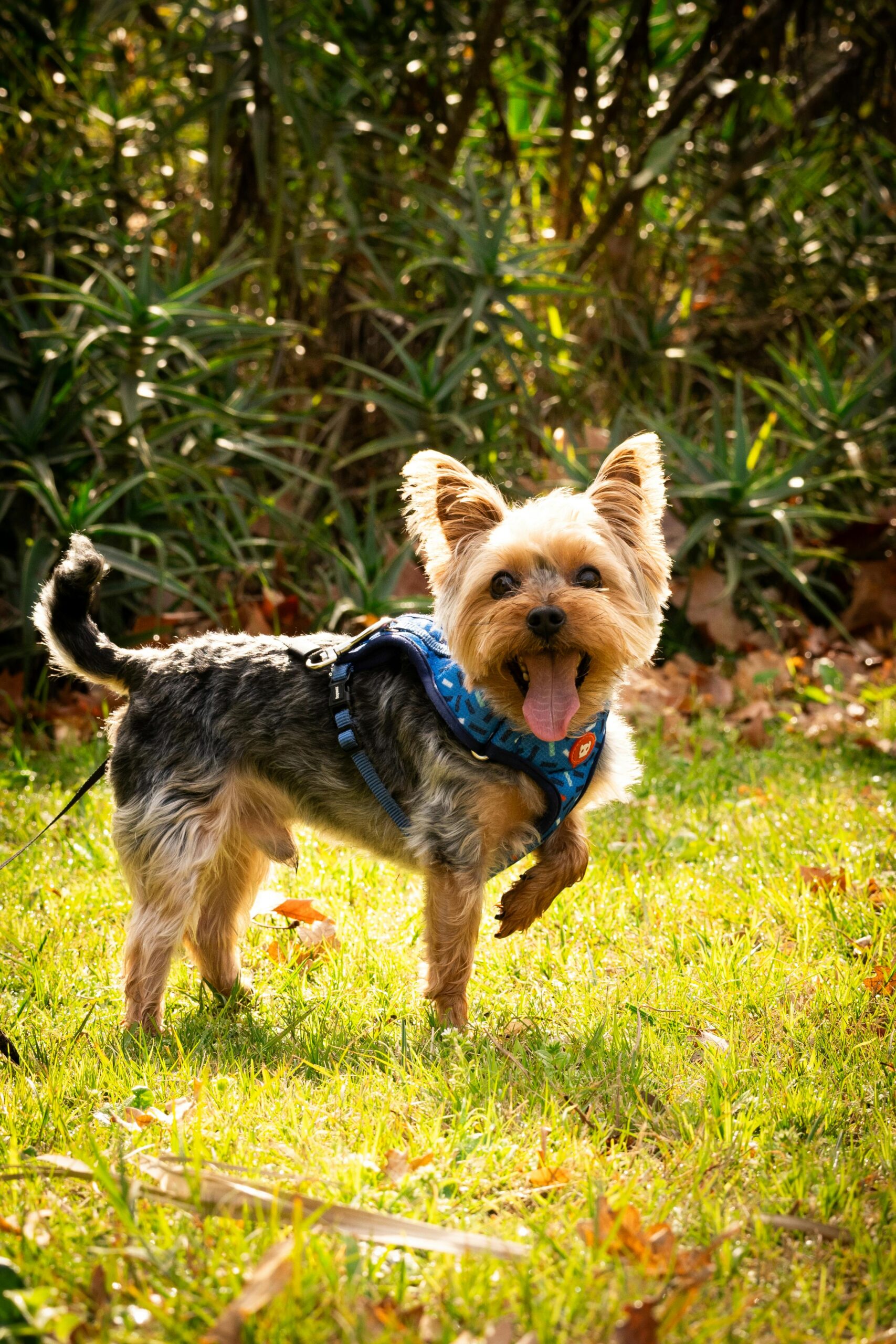 Small happy dog standing on green grass in a garden — a playful and family-friendly pet enjoying outdoor time