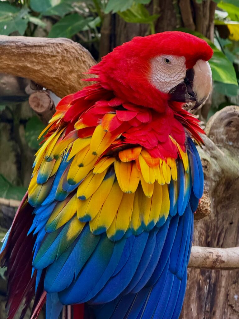 Colorful Scarlet Macaw