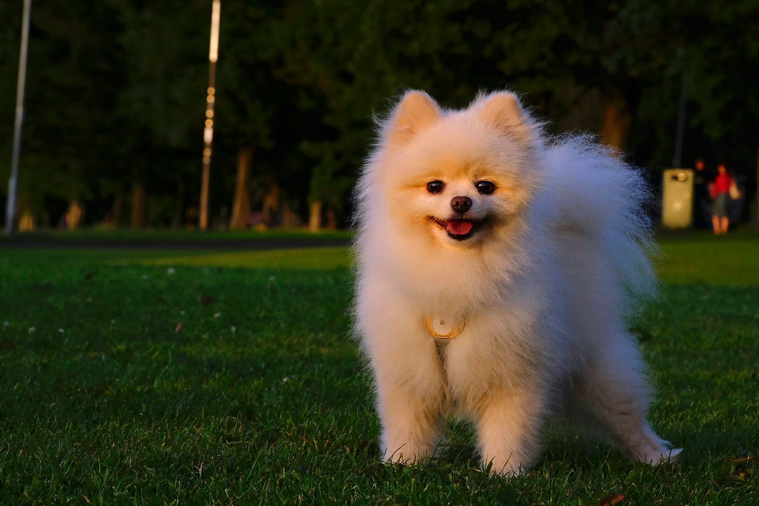 Cute Fluffy Pomeranian Dog