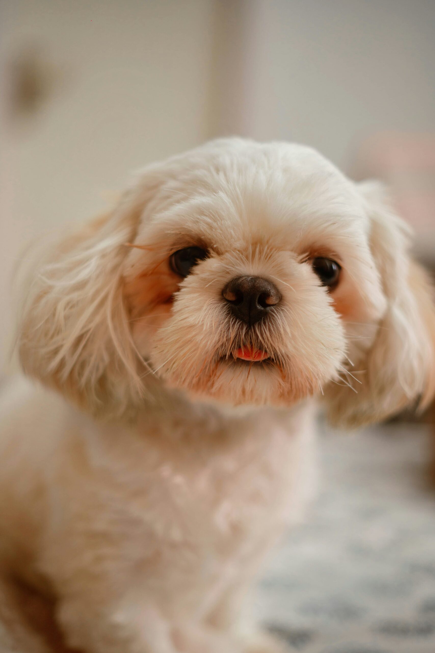 Cute Shih Tzu Dog