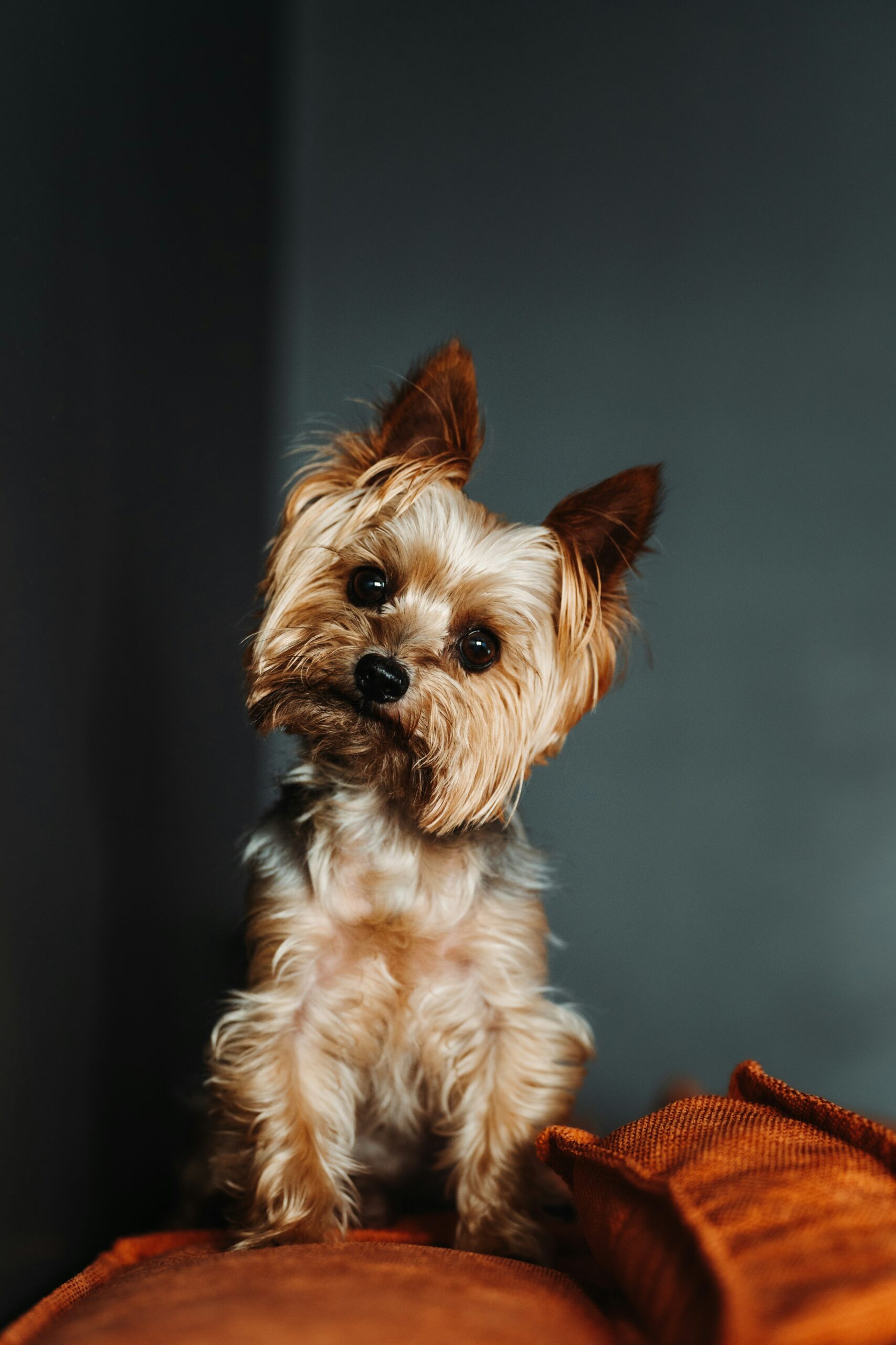 Brown Yorkshire Terrier Dog