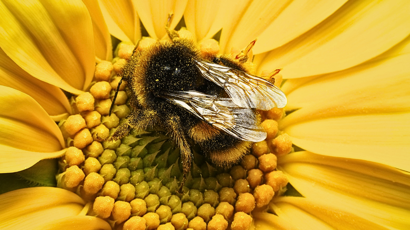 Bumble Bees On Sunflower