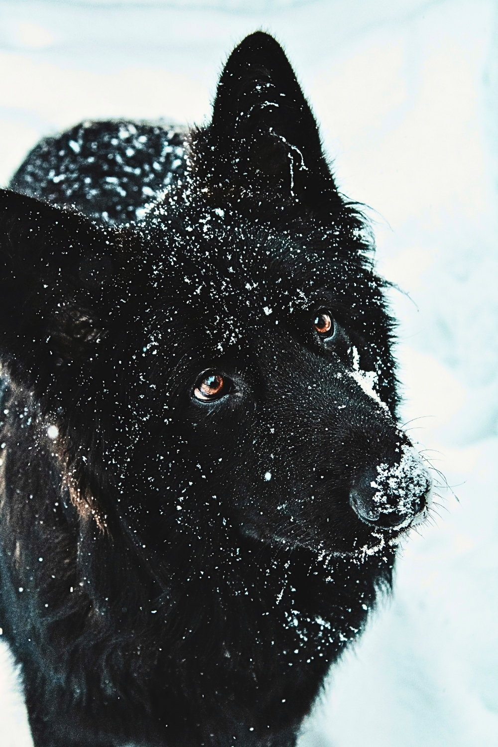 Large fluffy Newfoundland dog in the mountains