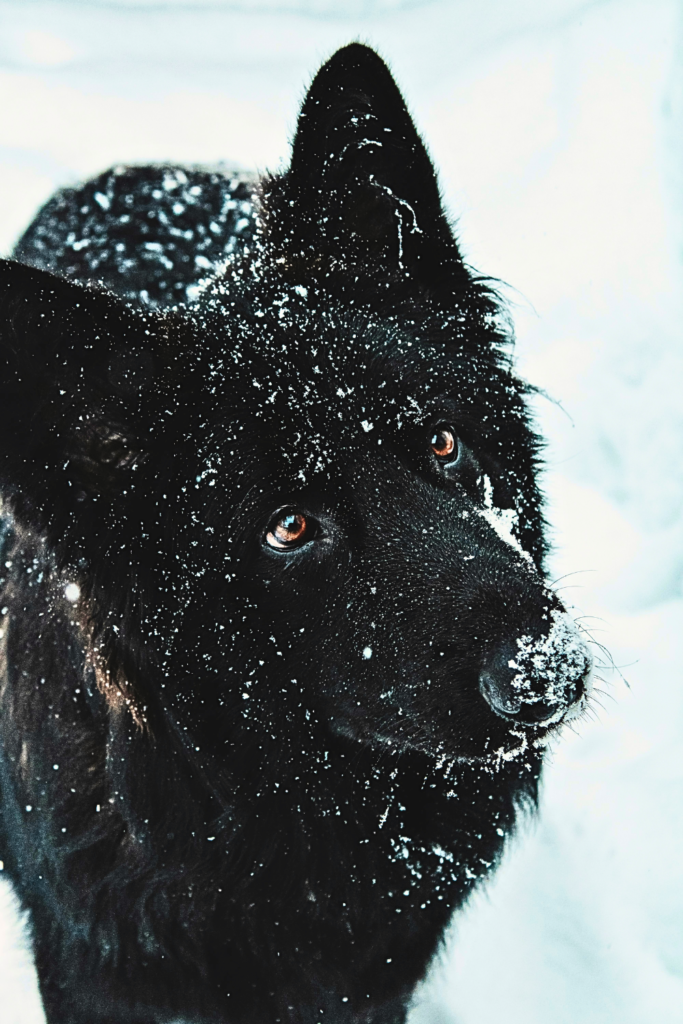big fluffy Newfoundland dog with thick black coat standing outdoors