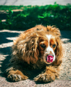 best small dogs for apartments Cavalier King Charles Spaniel sitting indoors
