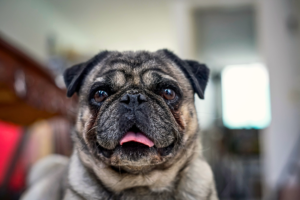 best small dogs for apartments cute Pug sitting calmly indoors