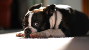 best small dogs for apartments Boston Terrier standing near apartment window
