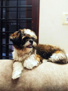 best small dogs for apartments fluffy Shih Tzu relaxing indoors