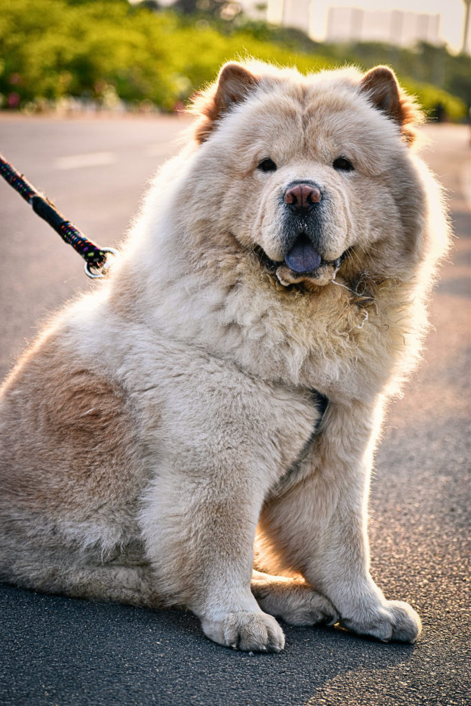 “big fluffy Chow Chow dog sitting outdoors with thick dense coat”