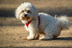 best small dogs for apartments white Maltese dog indoors