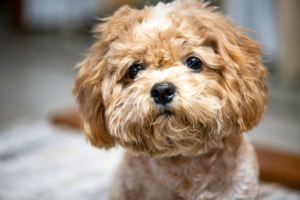 best small dogs for apartments Miniature Poodle playing indoors
