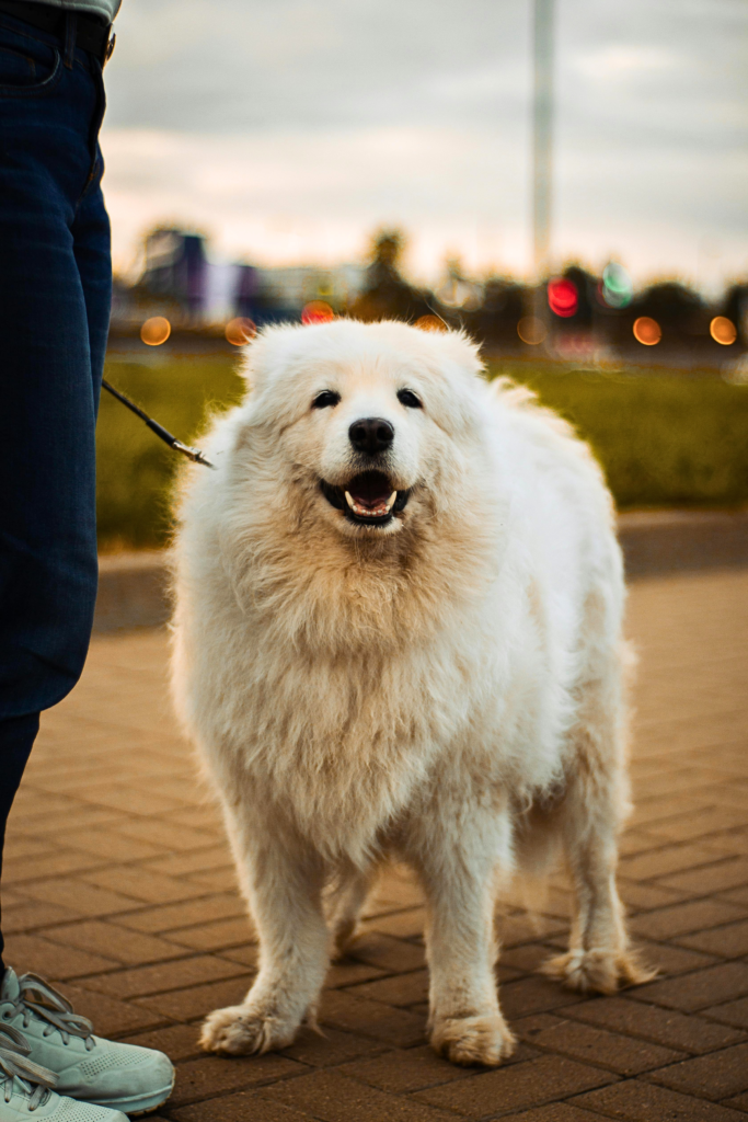 Big Fluffy Dog