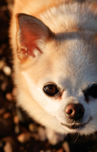 best small dogs for apartments Chihuahua sitting on cozy chair