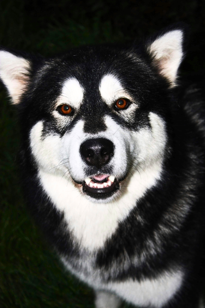 big fluffy Alaskan Malamute dog with thick black and white coat close-up